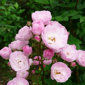 Heavenly Pink® - pink - park rose